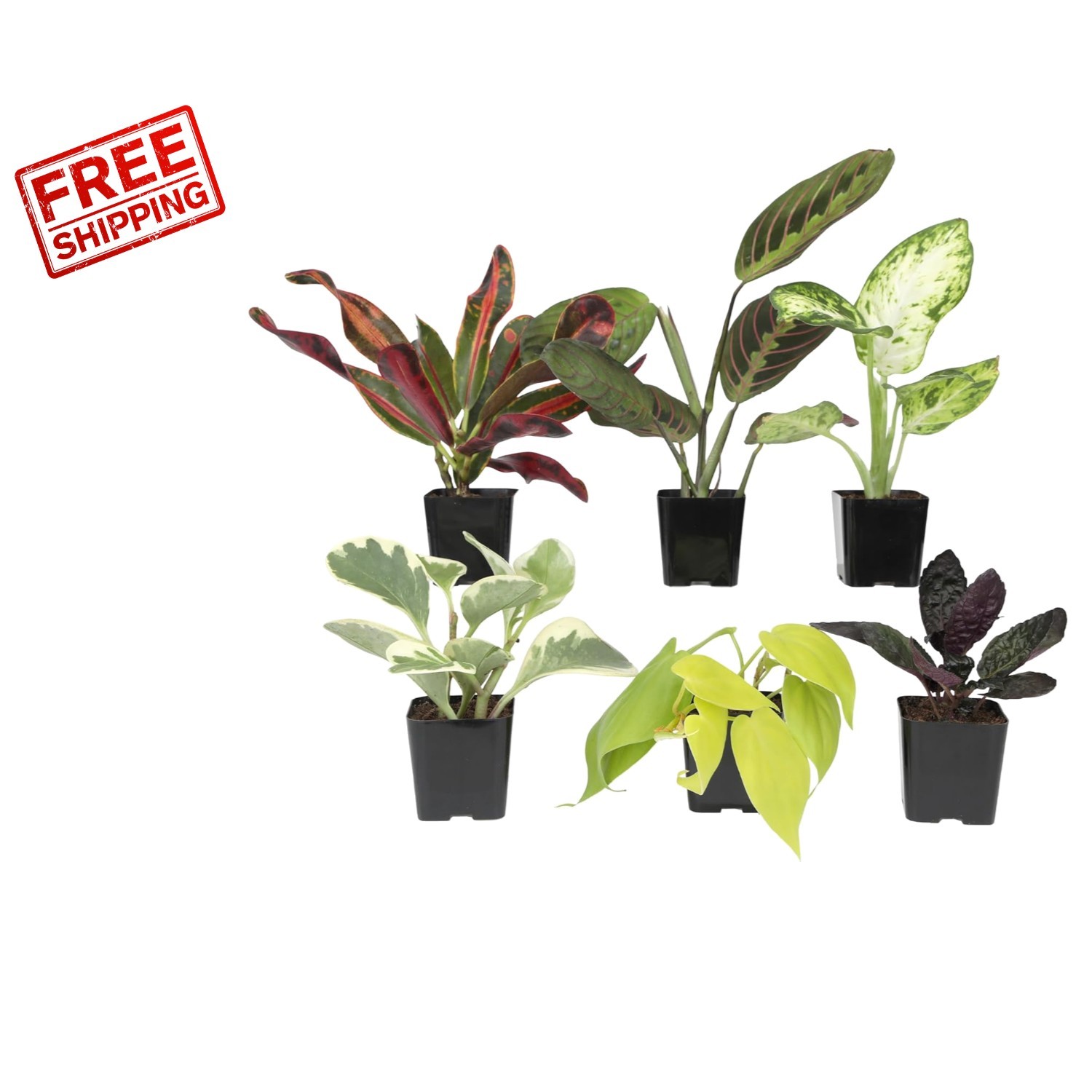 6-Pack Easy to Grow Live Houseplants in Biodegradable Pots – Perfect Gift Set