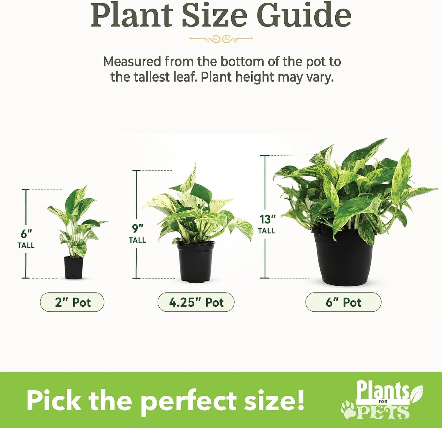 Mini Indoor Houseplants Set – 12 Pack Live Plant Collection